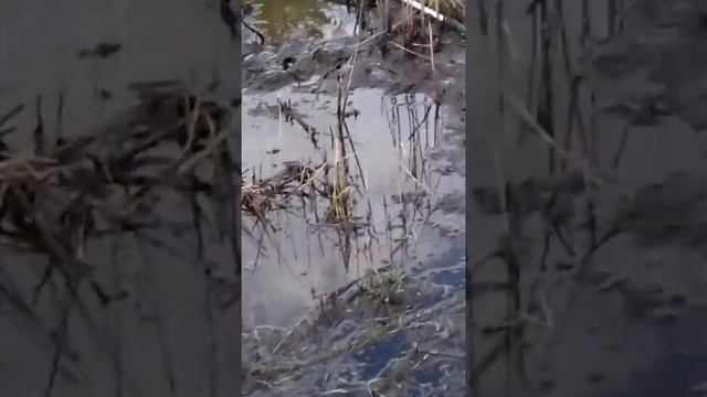 ловим рыбу сачком смотреть онлайн