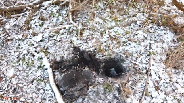 #203 Поиск морозным днем с Garrett Apex. Катушка Raider смотреть онлайн