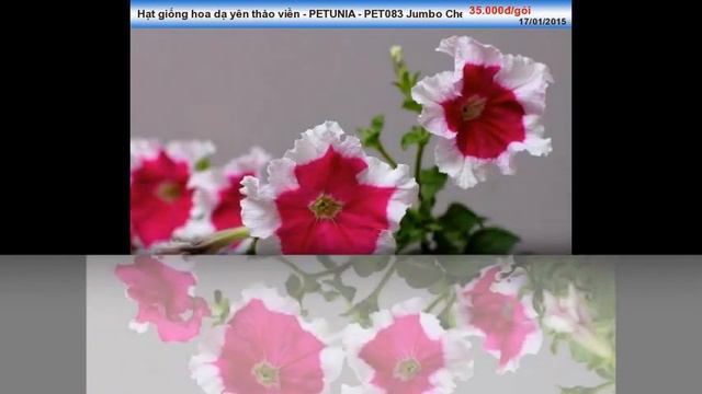 Hạt Hoa Dạ Yên Thảo PETUNIA - PET083 Jumbo Cherry Frost