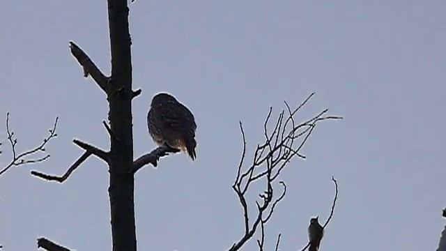 Дятел накричал на сову. смотреть онлайн