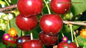 Вишня Эффектная. Краткий обзор, описание характеристик, где купить саженцы prunus cerasus Effektnay