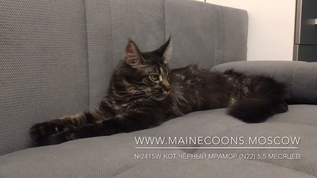 №2415W кот Мейн-Кун чёрный мрамор (n22) 5,5 месяцев смотреть онлайн