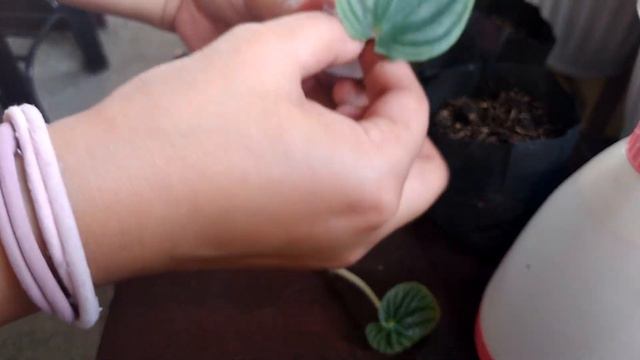 Pepperomia Caperata Silver & Pepperomia Watermelon Care and Propagation смотреть онлайн