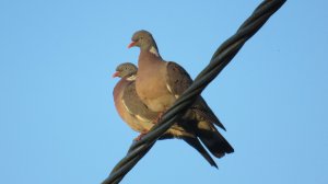 Два вяхиря (лесных голубя)