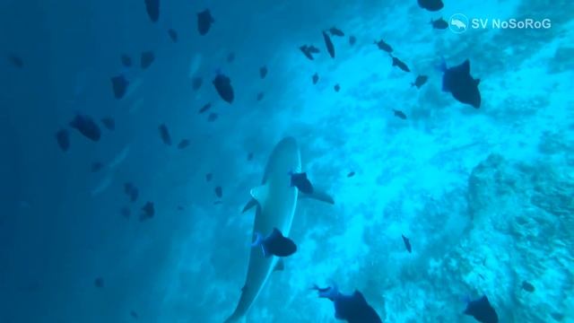 Серая рифовая акула