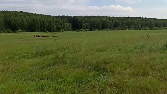 Выпас молодняка. Красногорбатовская порода. Электроизгородь. смотреть онлайн