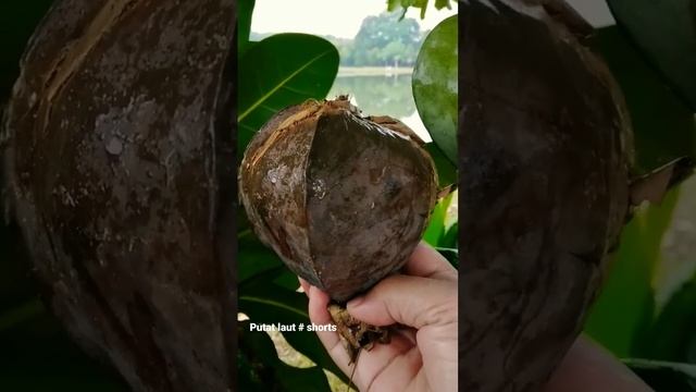 barringtonia asiatica fruits смотреть онлайн