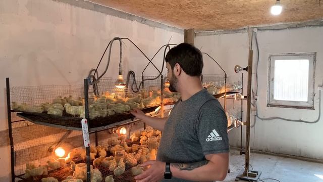 Выращивание цыплёнка бройлер кобб 500 утилизация помета, транспортировка цыплёнка бизнес на бройлер смотреть онлайн