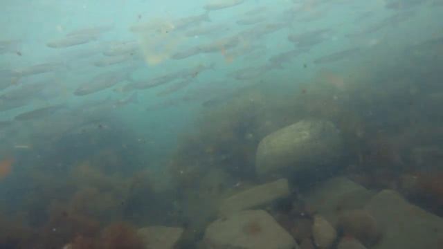 Ход кефали. смотреть онлайн