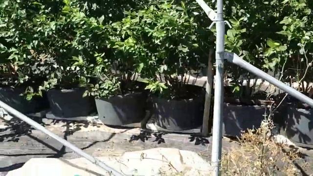 Huckleberry Plantation In Thousands Of Pots In Greenhouses (Vaccinium Corymbosum)