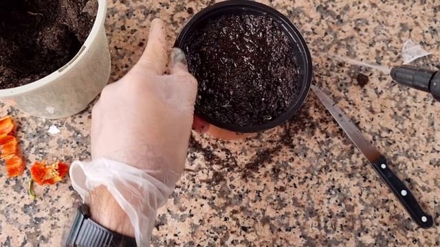 SOLO plantalo 1 VEZ y podrás COSECHAS MILES De chiles Habaneros en Maceta (Sembrar pimientos fácil) смотреть онлайн