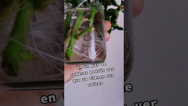 Reproducción de suculentas por esqueje / aptenia #plantas #suculentas #reproduccionporesquejes смотреть онлайн