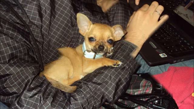 Alvin...o chihuahua.wmv смотреть онлайн