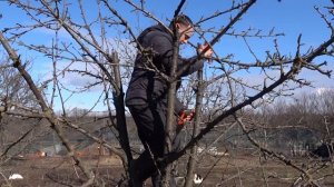 ОБРЕЗАЕМ ДЕРЕВЬЯ ПРАВИЛЬНО / КАК ОБРЕЗАТЬ ЗАПУЩЕННУЮ ЧЕРЕШНЮ