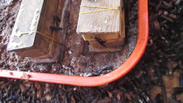 БГВ 24 Чёрная Львинка темпы развития личинки смотреть онлайн