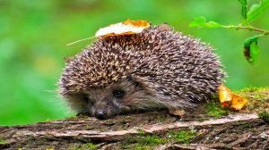 Самые интересные факты про ежей. Интересное про ежа