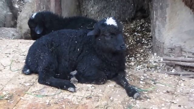 Стадо овец смотреть онлайн