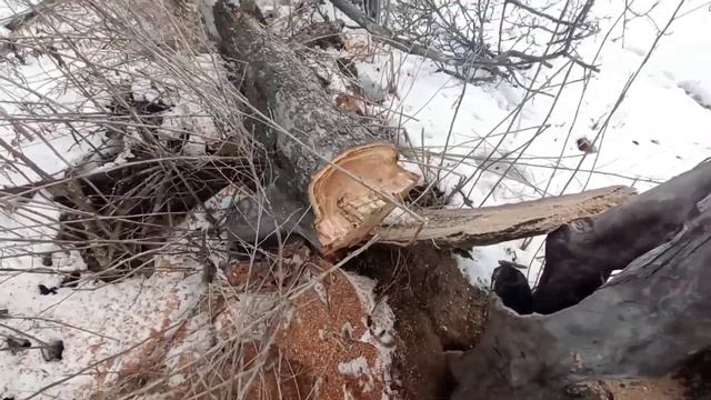 Добываем дрова зимой смотреть онлайн