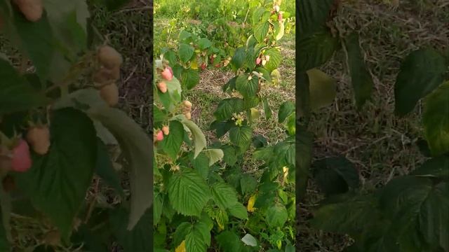 Малина Аміра, 2022рік смотреть онлайн