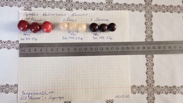 Три редких сорта войлочной вишни смотреть онлайн