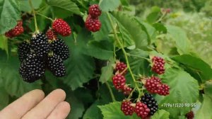 Ежевика "Вождь Джозеф"