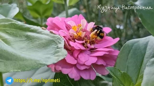 23 июля День Антония. Что нельзя делать 23 июля. Народные традиции и приметы. смотреть онлайн