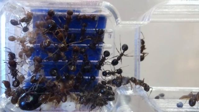 Messor Structor LiveCam (прямая трансляция из формикария) смотреть онлайн