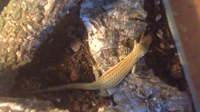 Испаснкая ящерица охотится | Съела большого кузнечика смотреть онлайн