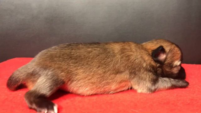 Китайская хохлатая собака Ksolo Club Kotopes Kovalski