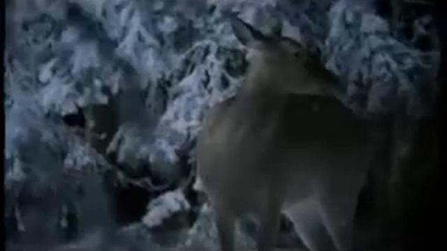 SNEG ORLOV'S TROTTING / орловский рысак СНЕЖОК смотреть онлайн