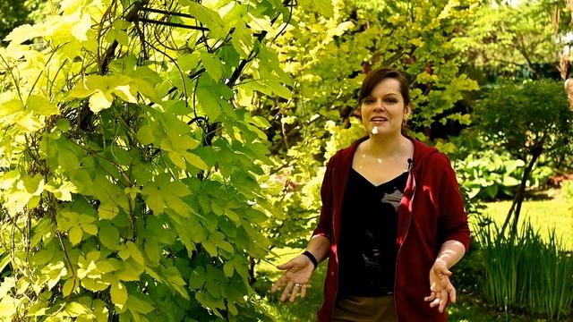 Неприхотливые рододендроны для Подмосковья /Хмель - агрессор /Аквилегия - цветок для романтиков смотреть онлайн