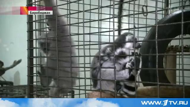 Биробиджанские спасатели поймали мартышку,сбежавшую из передвижного зоопарка смотреть онлайн