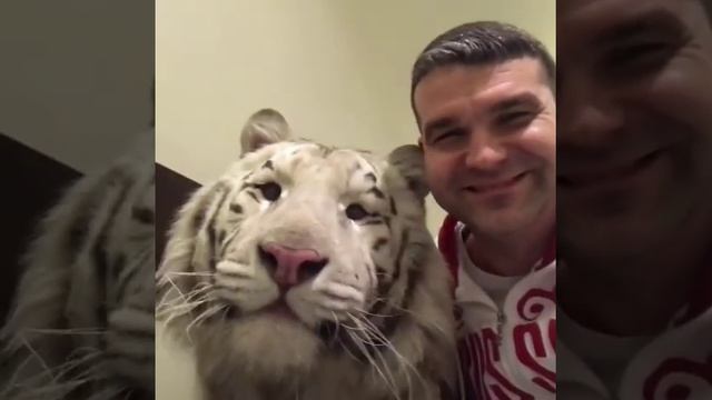 ТИГР И ЧЕЛОВЕК #Shorts смотреть онлайн