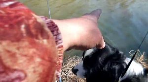 Херабуна в Приморье. Японский стиль ловли карася.