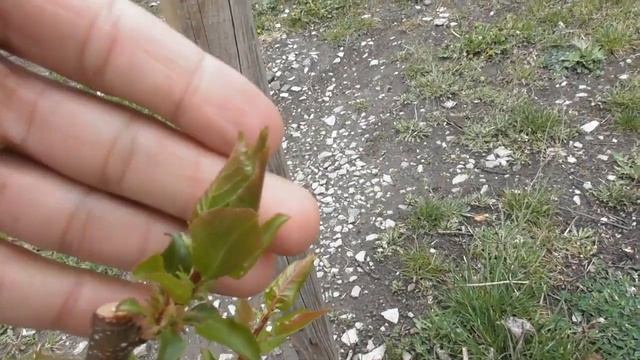 Посадки абрикоса - результат через 2 месяца смотреть онлайн