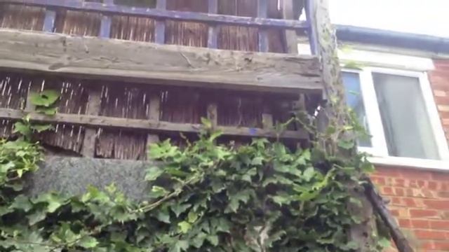 Cutting back Ivy смотреть онлайн