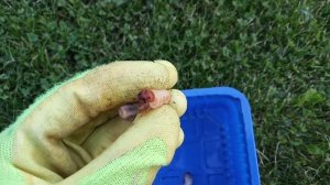 Как отличить личинку майского жука от личинки бронзовки?