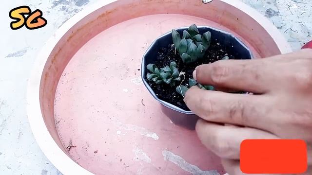 Haworthia cooperi succulent plant propagation смотреть онлайн