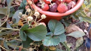 гибрид клубники с малиной Веденсвил 7