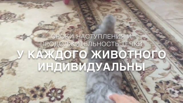 кошка просит кота! Как это происходит и что делать? смотреть онлайн