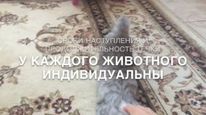 кошка просит кота! Как это происходит и что делать?