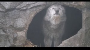 Вой волка / Wolf howling