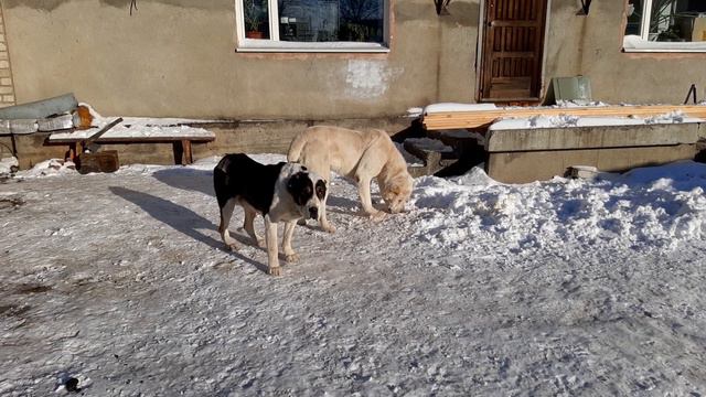 Бугай Алабай. Разница 10лет. смотреть онлайн