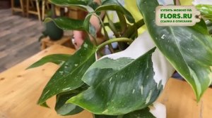 Филодендрон Уайт Принцесс - нарядная красавица | Пестролистное растение для комнатного озеленения