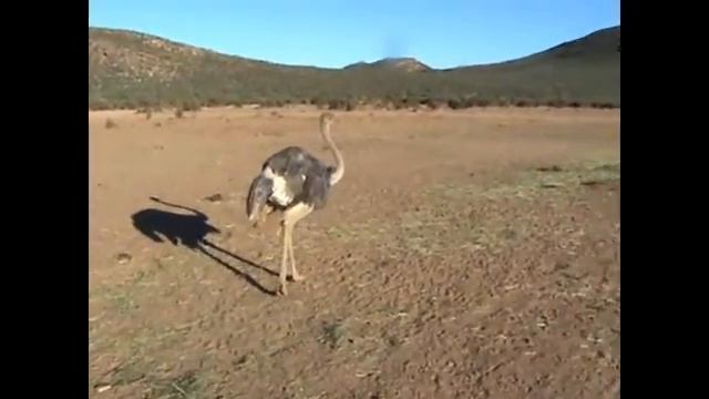 страус Ostrich