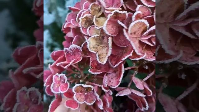 #Самарская Лидия Гортензия метельчатая.Осень,иней