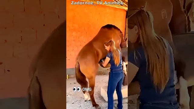 Забор семени у Коня! смотреть онлайн