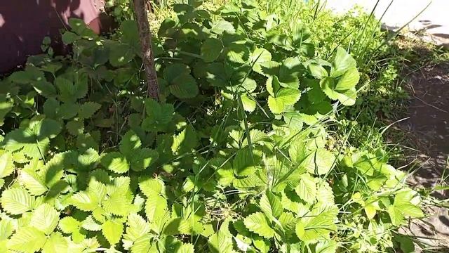 04.06.2023. ВСЕХ С ПРАЗДНИКОМ ТРОИЦЕЙ!!! И ВАШЕМУ ВНИМАНИЮ МОЯ МИНИ ДАЧА ПОД ОКНОМ!!! смотреть онлайн