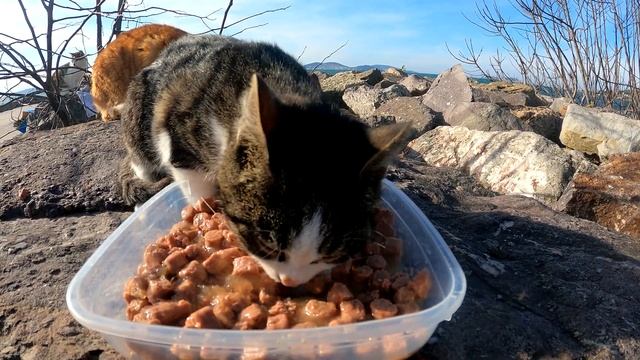 I prepared a cat restaurant for the hungry cats that customers kicked out of the restaurant. смотреть онлайн