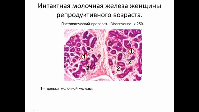 Клиническая и ультразвуковая анатомия молочных желез смотреть онлайн